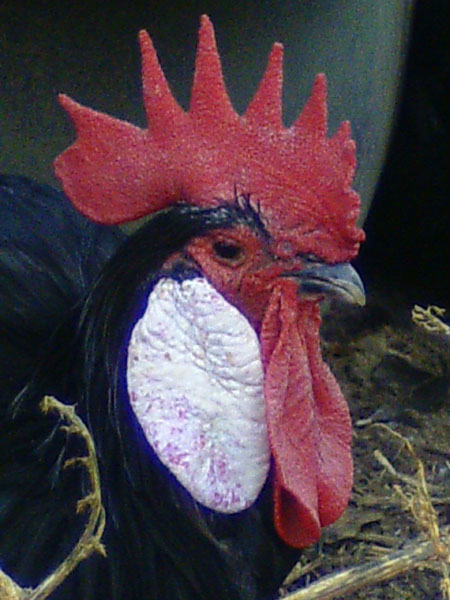 Zorro