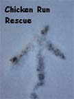 Thanks to all who have submitted photos to the 2008 Chicken Run Rescue Photo Contest